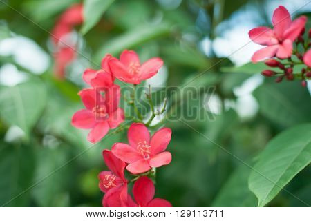 toropical red flower and green leaf .