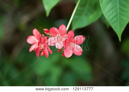 toropical red flower and green leaf .