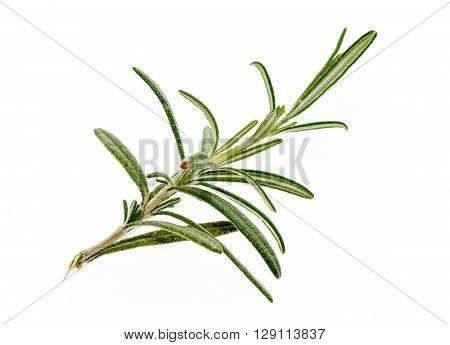 Branch Of Fresh Rosemary Isolated On White Background.