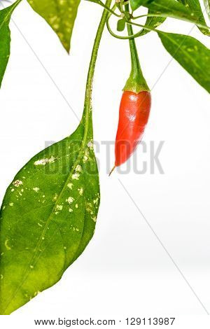 Red Hot Chili Peppers Cayenne, Serrano With Green Stem.
