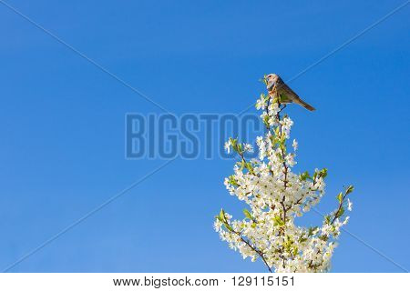 Singing Thrush Nightingale Luscinia Luscinia Against Sky