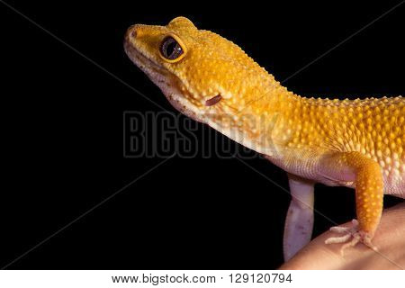 Leopard Gecko Pet