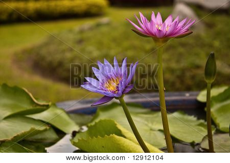 Loto rosa e viola