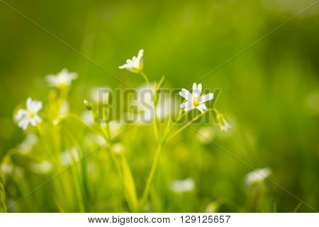 Chickweed Flowers Blooming At Spring