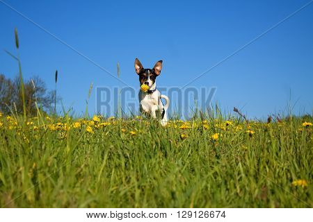 running puppy with dandelion on the green grass