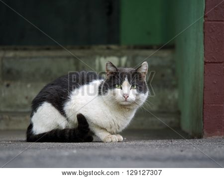 Black and white street cat. Wandering cat sitting on the pavement at the entrance to the house. The concept of the problem of homeless animals