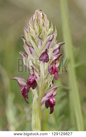 Bug Orchid - Orchis fragrans Buds & open flowers