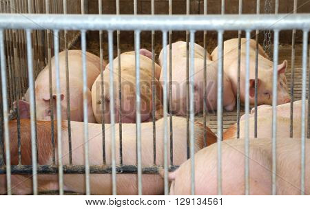 Fat Pigs In A Sty On A Farm