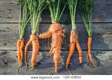 Trendy ugly organic carrot from home garden bed on barn wood table Australian grown. Color-toning effect applied.