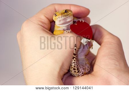 Leopard Gecko Pet