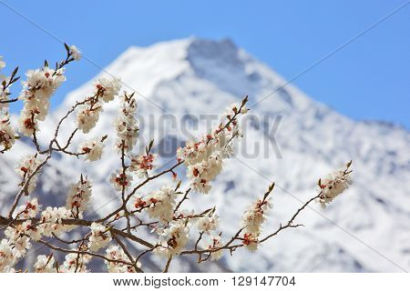 Apricot blossom in Himalayas
