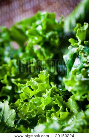 Big close-up on green leaves of kale