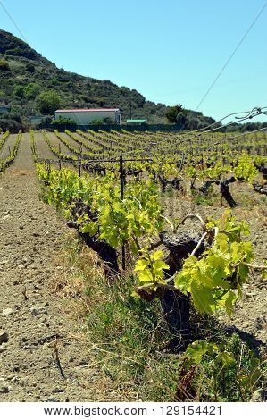 Vineyards in flowers in the Cretan campaign in Greece.