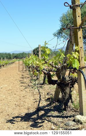 Vineyards in flowers in the Cretan campaign in Greece.