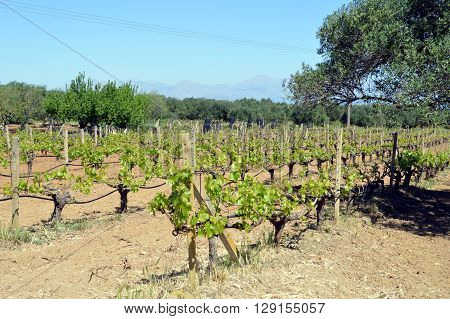 Vineyards in flowers in the Cretan campaign in Greece.