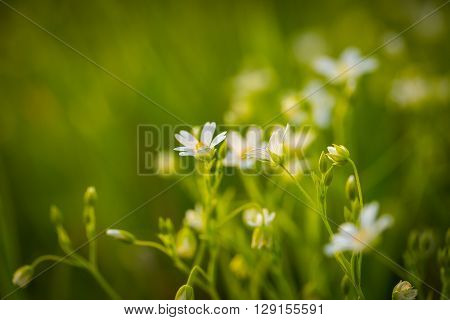 Chickweed Flowers Blooming At Spring