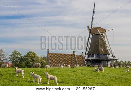 Windmill and sheep on a dike in Medemblik Holland