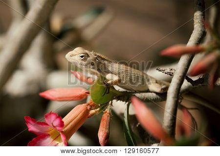 Indian Chameleon (Chamaeleo zeylanicus) on tree branch.