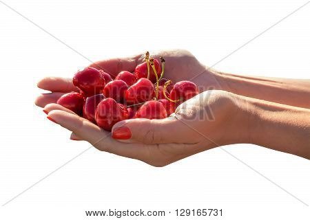 Woman's hands with a sweet cherry isolated on a white background