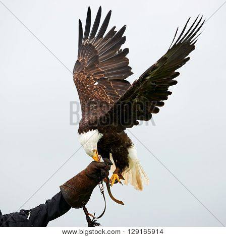 Bald eagle with outstretched wings in a falconry show