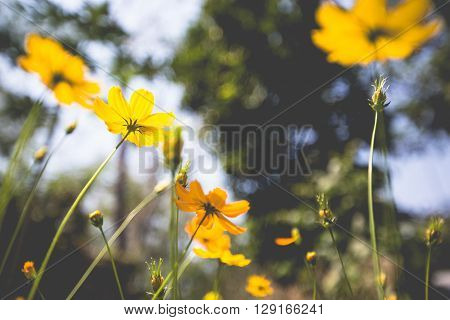 beautiful yellow flower in the garden morning.
