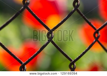 metallic fence in a grid on a background of red flowers, macro shooting