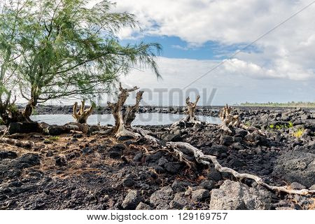 Ironwood Roots On Lava