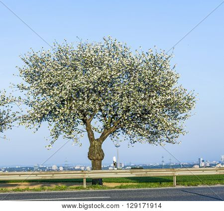 Close-up Branch Of Bloom In Spring