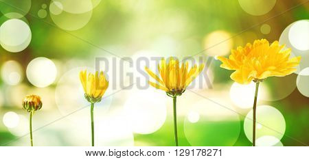 Yellow flowers on blurred green nature background, stages of growth concept