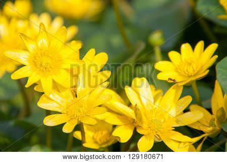 ficaria verna yellow spring flowers as a background.