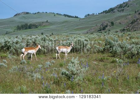 The mountain pasture with two grazing antelopes Wyoming USA