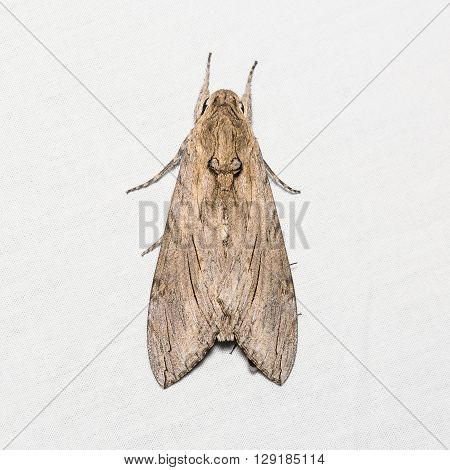 Unidentified Goat Moth On White Screen