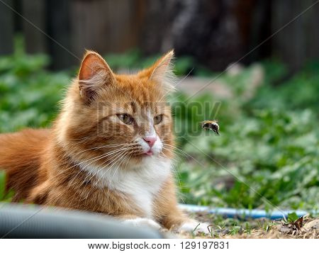 The cat is watching the flight of the bumblebee. Cat large, red and fluffy. Conceptually - animals outdoor recreation. Cat hunts for insects. Insect bites and allergies in animals