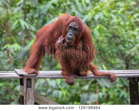 Orangutan sitting and itches on a wooden platform in the background of green leaves