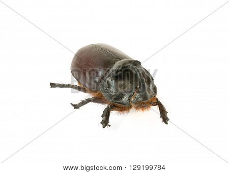 beautiful rhinoceros beetle on a white background