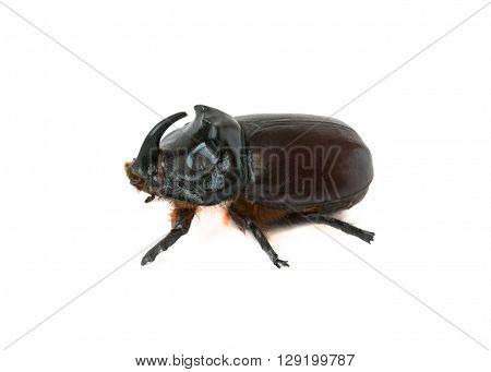 beautiful rhinoceros beetle on a white background