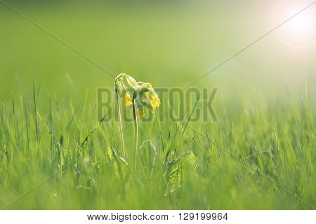 yellow flowers of Primula officinalis are growing on a green meadow in the drops of dew shiny