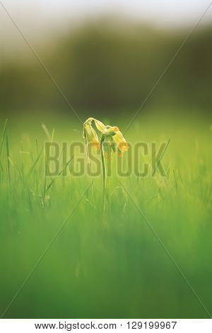 yellow flowers of Primula officinalis are growing on a green meadow in the drops of dew shiny