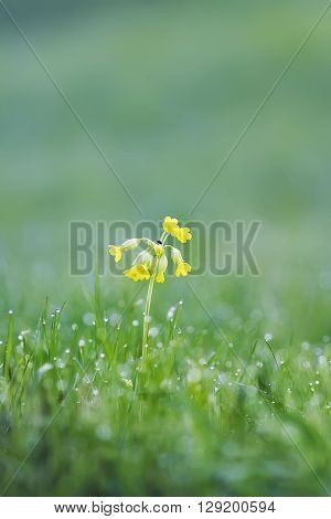 yellow flowers of Primula officinalis are growing on a green meadow in the drops of dew shiny