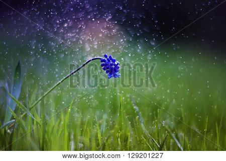 bright blue beautiful early spring flower on evening meadow