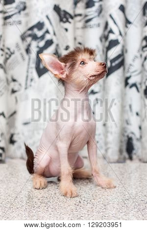 Chinese Crested Pappy