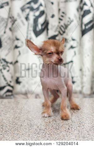 Chinese Crested Pappy