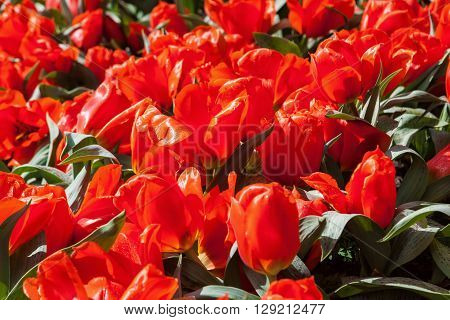 Lisse Netherlands - April 23 2016: colorful flowers at Keukenhof. It is one of the worlds largest flower gardens. Approximately 7 million flower bulbs are planted annually in the park