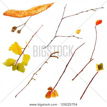 Collection of autumn dried twigs and leaves, isolated on white
