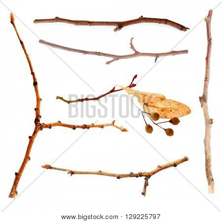 Collection of autumn dried twigs, isolated on white