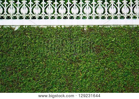 beautiful pattern decorative green grass leaf wall