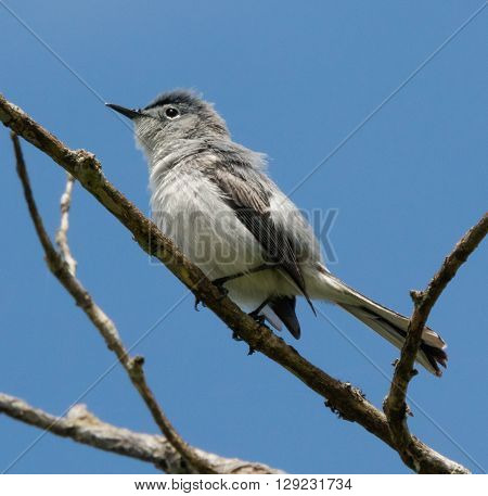 Blue-gray Gnatcatcher (Polioptila caerulea) perched on a branch