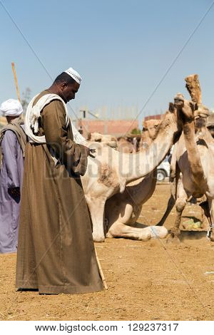 DARAW, EGYPT - FEBRUARY 6, 2016: Portrait of camel salesmen counting money at Camel market.