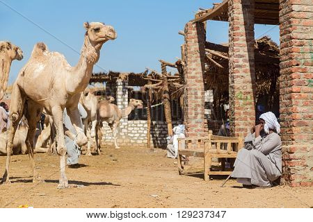 DARAW, EGYPT - FEBRUARY 6, 2016: Local camel salesman sitting by the ruined house at Camel market.