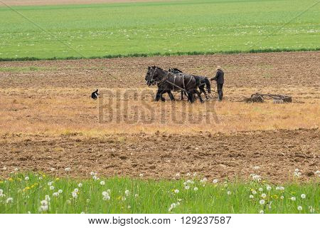 Amish man plowing a field with a team of horses